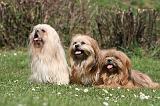 LHASSA APSO 298